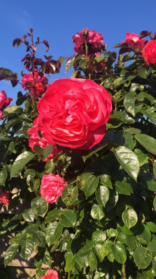 La Vie En Rose Zierikzee Panzió Kültér fotó